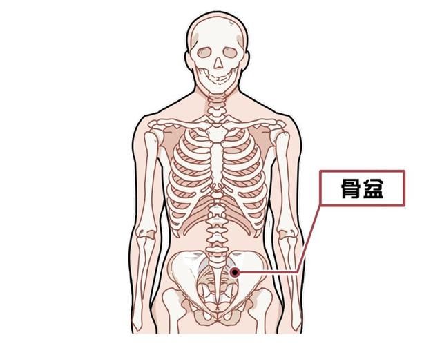  纠正|骨盆前倾危害大，如何自我测试和纠正？看这一篇就够了，男女通用