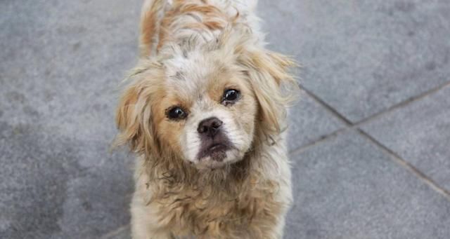  到处|这只无依无靠的流浪狗，拖着8公斤肿瘤到处求救，结局很暖心