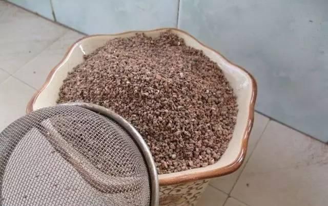 枝头|盆里扔2样东西,养花10年不烂根,叶子油光瓦亮,花苞挂满枝头!