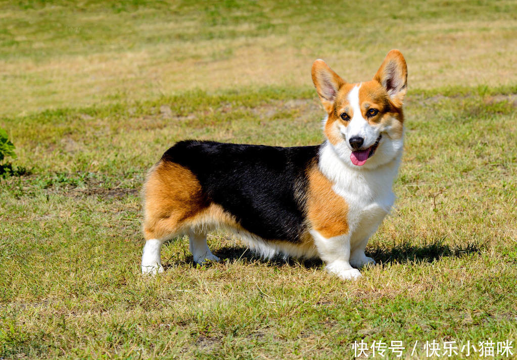 这些中小型犬很忠心,一旦养了,余生心里