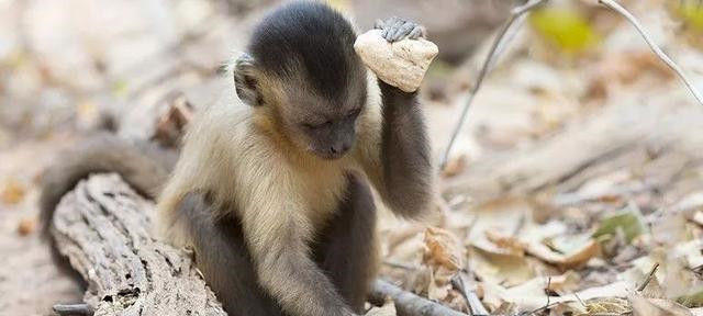  考古学家|巴西猴子已学会使用石器，考古学家认为已进入“石器时代”