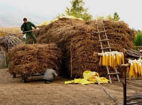 吃法|故乡的大红枣,有最美的几种吃法,你尝过吗?