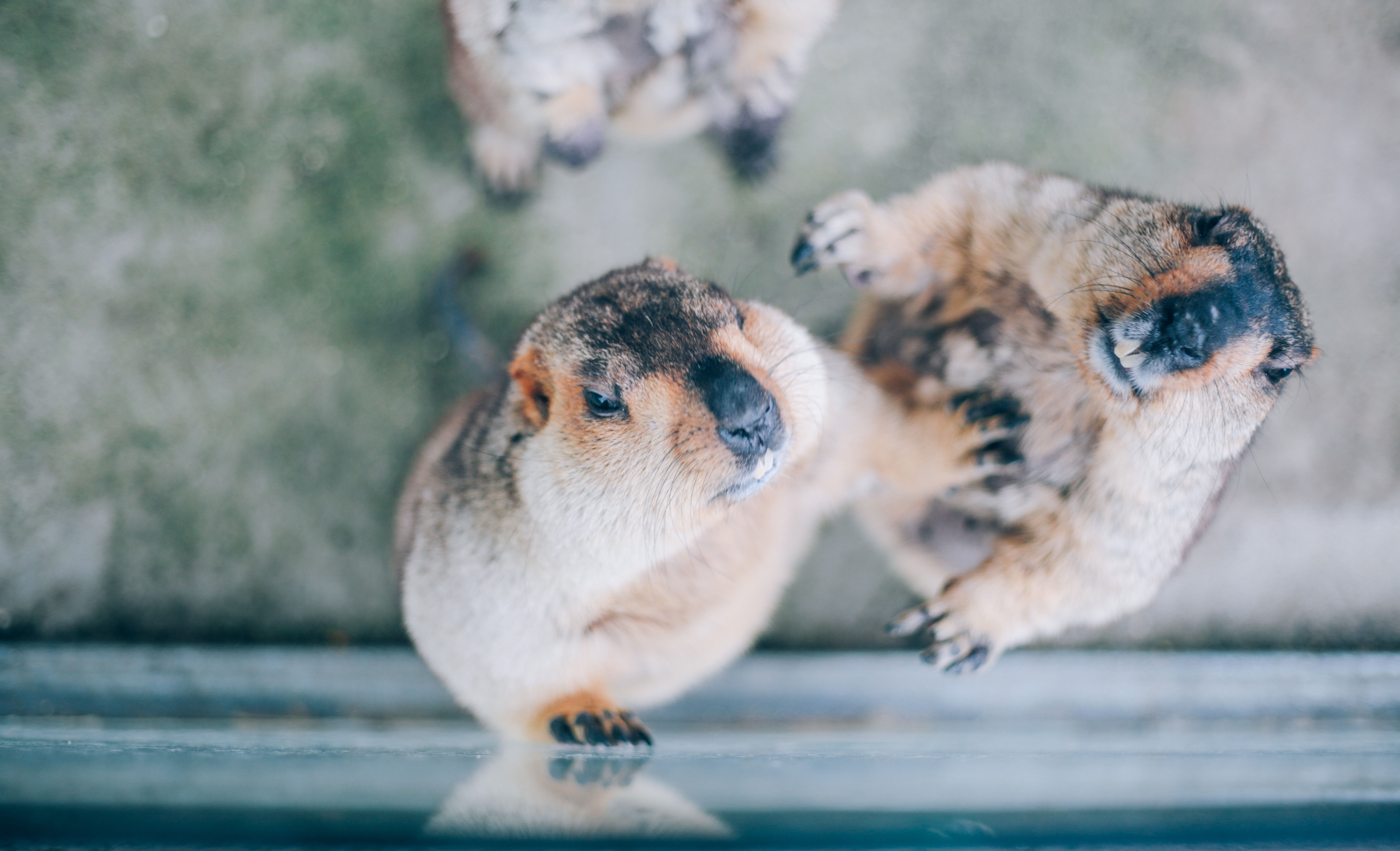 记录一下|成都,撑肚!成都的旅途中,少不了美食的“浓墨重彩”
