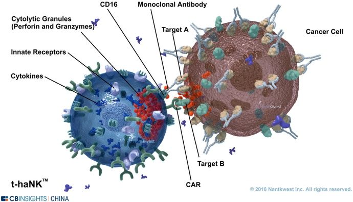  NK|CAR-T颠覆者？NK细胞疗法全球主要玩家进展剖解