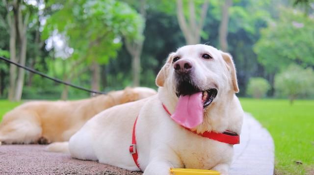  消费|把狗当成孩子养，拍写真几百到上万，被宠物玩穷，你心甘情愿吗？