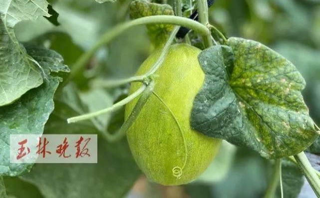 仁东镇鹏垌|令人骄傲！玉林这些地方的变化真大