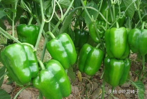 区别|同样是青椒，激素和普通青椒有啥区别？卖菜大爷透露其中猫腻