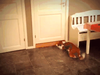  上海|上海首例！遗弃宠物犬被公安机关处罚！如果不爱请别养