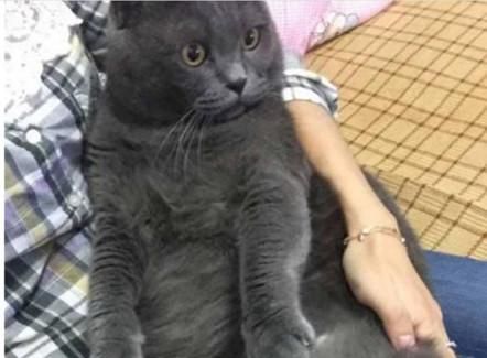 外地|女子被调去外地工作，只好把猫咪交给妈妈，回来后被猫样吓住了