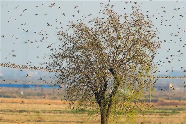 直线距离|这种鸟会吃成个胖子，飞成个瘦子，一口气能飞上万公里……