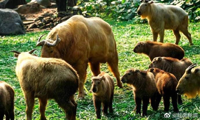 残忍|残忍!四川丹巴首现羚牛已被捕杀