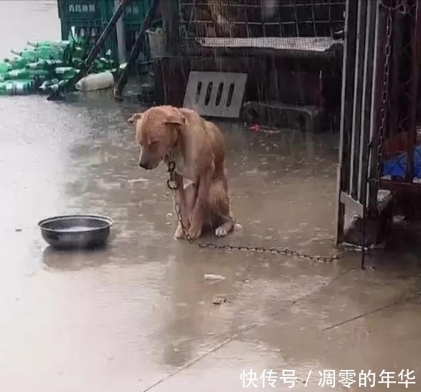 可怜|可怜瓢泼大雨下，有一只被大铁链子拴着的狗