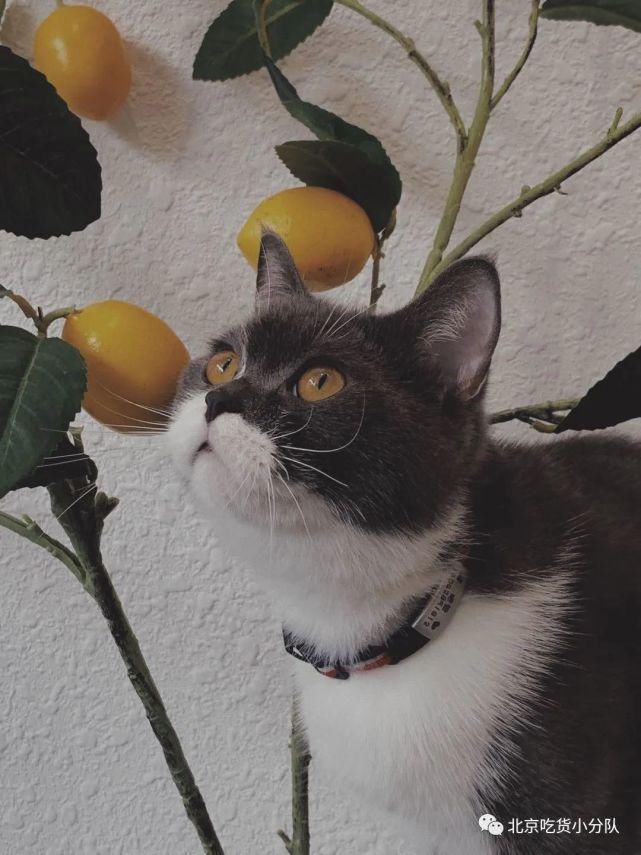  顺德|顺德，一个让人发胖的地方