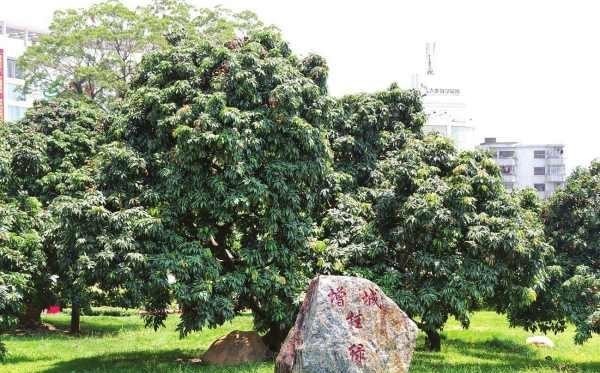 挂绿|当年那个商人为了一颗挂绿荔枝,花费55万元竞拍下来,后来如何了?