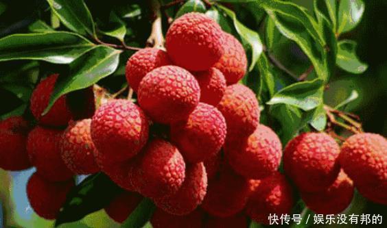 引进|印度效仿中国,将特产引进后再出口,结果被当成“毒药”,为何?