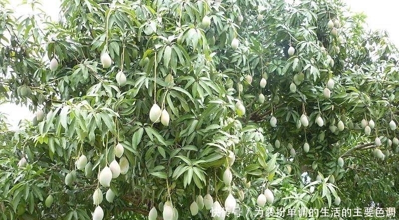 品种|适合在家院子里栽种的几种果树,一定会有你喜欢的品种