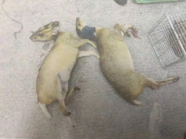 告人赖某|利益熏心经营“特殊野味”,这名餐馆老板获刑2年10个月!