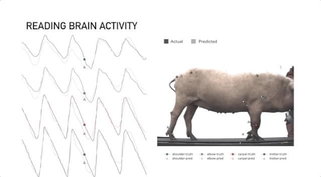  人脑|马斯克发布脑机接口：Neuralink无损植入猪脑，下一步植入人脑