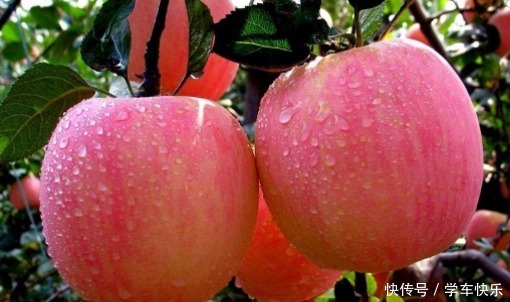 生活中有很多|又到了吃苹果的季节,挑选时,掌握了这几个小技巧,香甜又脆爽