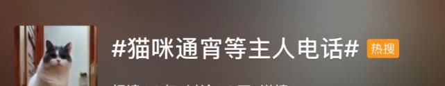 电话|这只猫通宵等主人电话,只为在摄像头里见一面,无数网友泪崩…