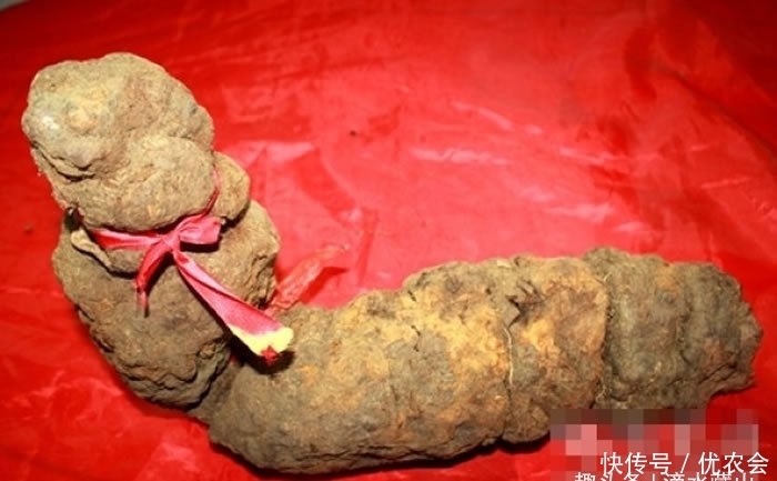价值|七旬老人上山，挖到6斤“土疙瘩”，药铺：600年药龄价值百万
