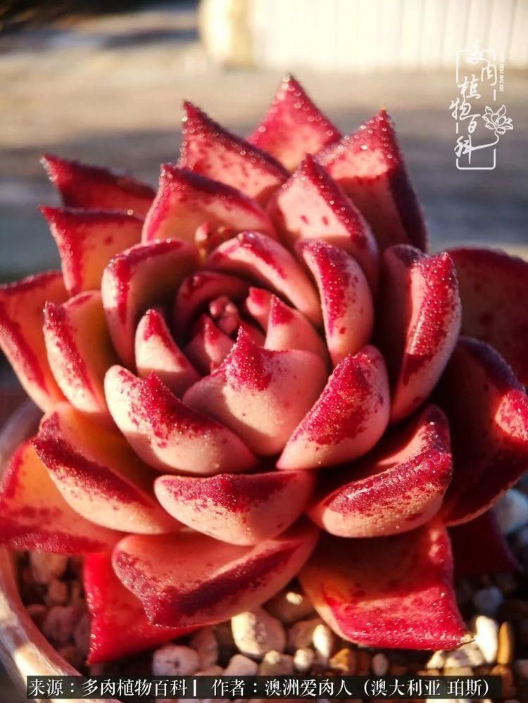 血放|多肉让你把血放，文玩掏空你家当，你要在哪个坑里乘风破浪？