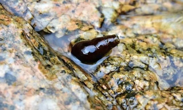 美味|客家山间这种美味,叫人欲罢不能