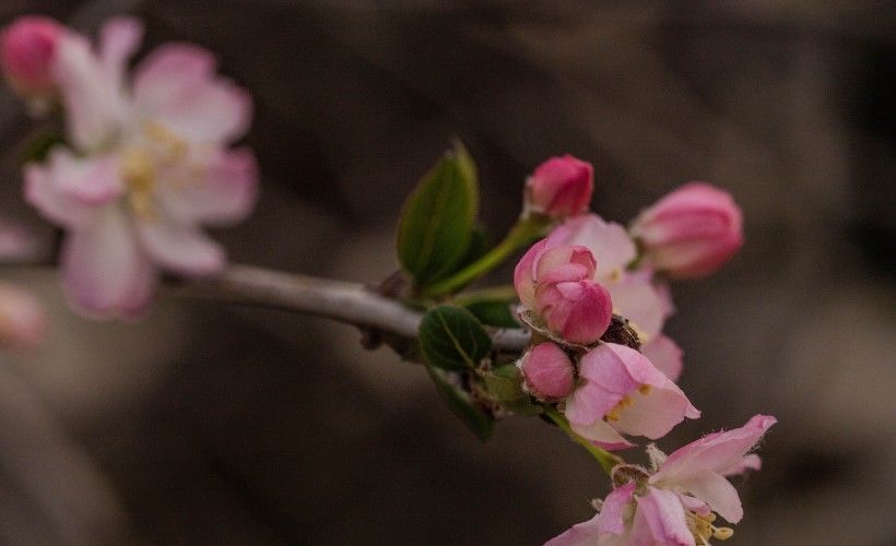  桃花|8月中旬开始红鸾星庇护，桃花遍地，牵手真爱，喜讯不断的4大生肖