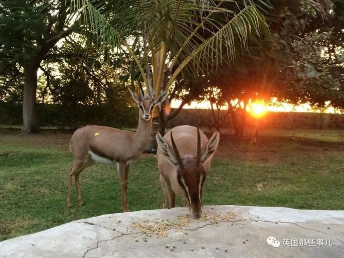  沙漠|霓虹妹子嫁到阿联酋，在5万平米的沙漠＂后院＂里养猫养骆驼?!