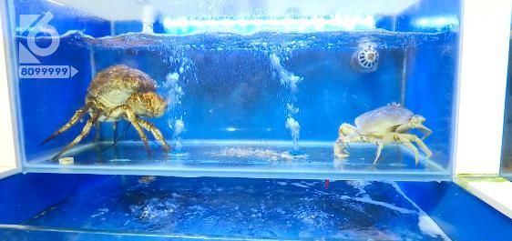 截肢|就洗了条鱼,男子竟住进 ICU、还面临截肢!