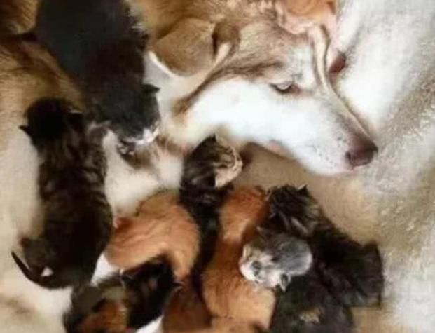 被迫|小猫刚出生猫妈妈就失踪了,二哈被迫带娃,它的反应让人笑喷