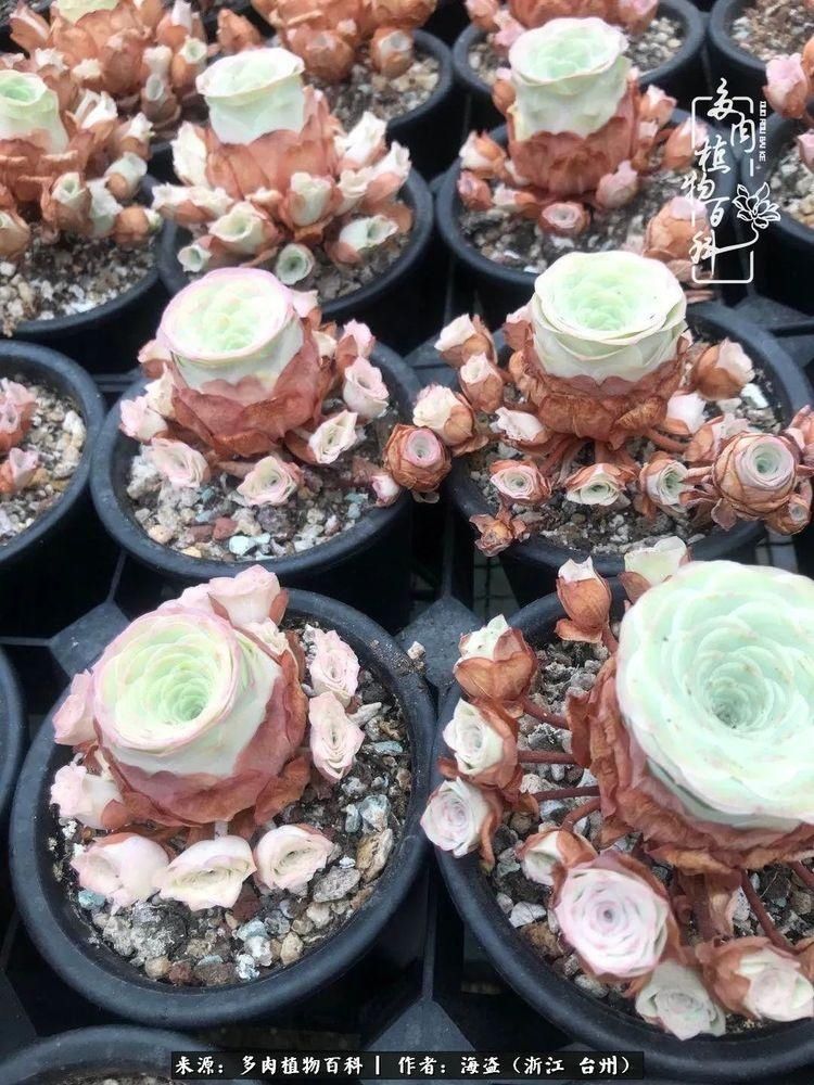  梅雨季|干货：高温高湿梅雨季，山地玫瑰养护提醒，帮你远离黑腐！