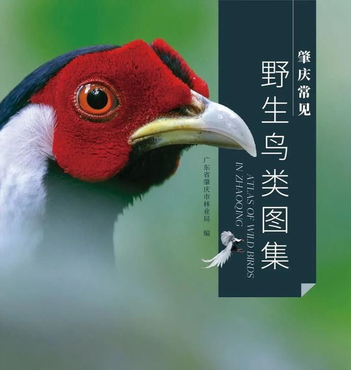 野生鸟类|艺术照曝光!肇庆竟藏有这么多野生“精灵”,很多没见过……