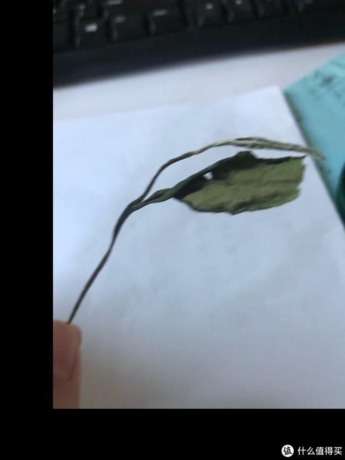  白茶|福鼎白茶入门小记