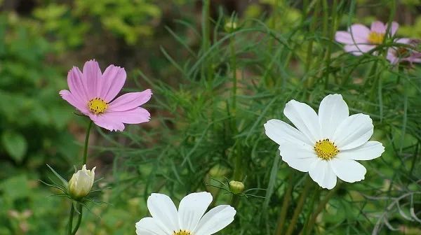  禁忌|种植蔬菜花卉，施肥方法有技巧，务必别中施肥禁忌的招