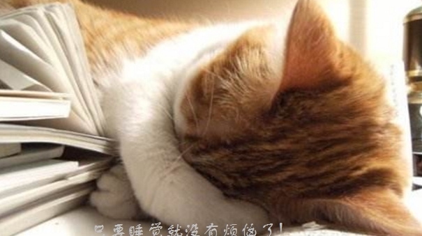 苍猫|《全球高武》文言文版:苍猫篇