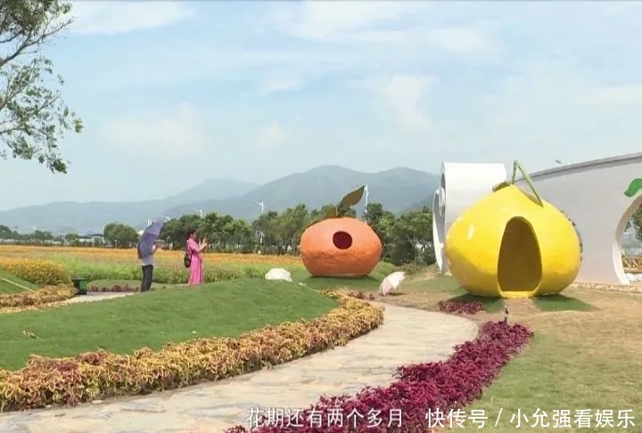  花海|苍南这个村藏着80亩花海，太美了！