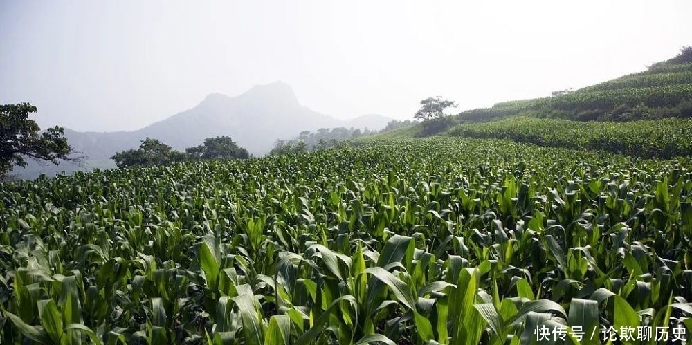  中国人|稻米、小麦、玉米——专家告诉你，三大主粮价格走势