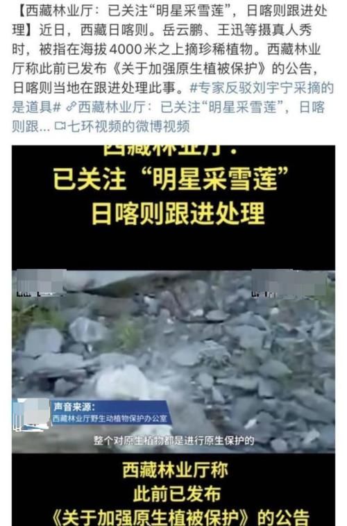  相关|刘宇宁采雪莲一事被定为案件，相关部门正在彻查，背锅背到“牢里”去了？