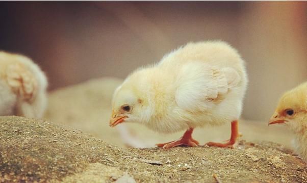  时出生|生肖鸡：出生在以下4个时辰好命好财，赶紧对照看看！