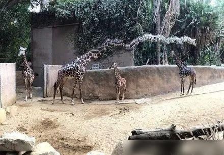  通知书|吴彦祖近照曝光；大张伟又添扎心金句；林俊杰粉丝录取通知书