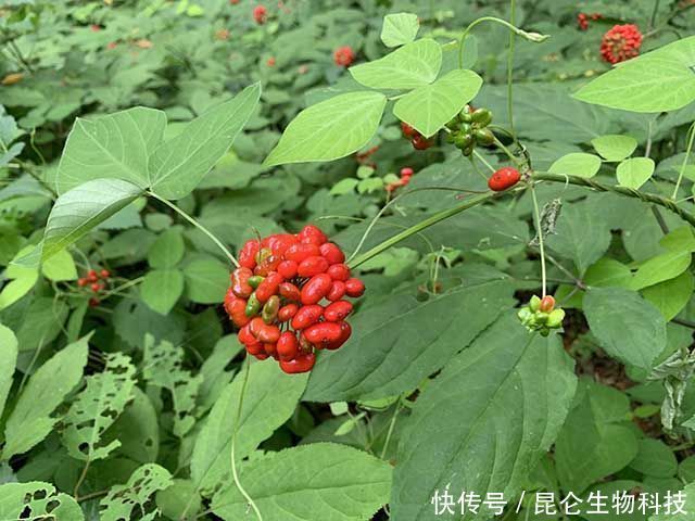  死苗|人参根腐病用什么药效果好？枯黄萎病能治好吗？人参黄叶死苗怎样防治？