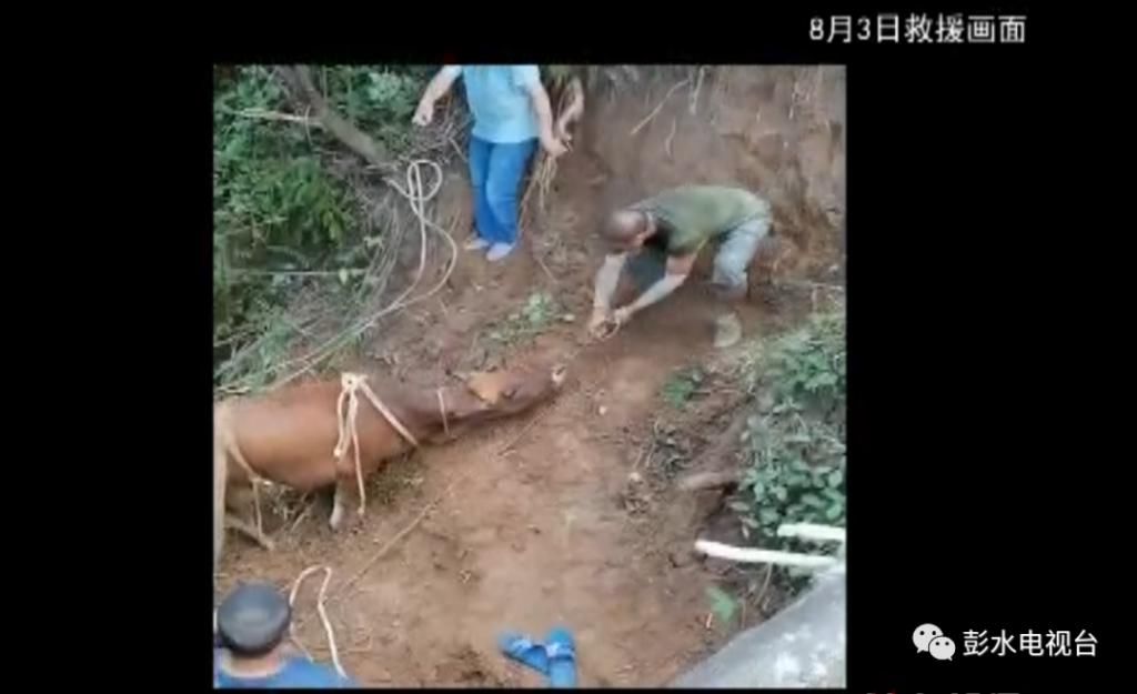  母牛|母牛掉进山洞里 邻居齐心把牛救