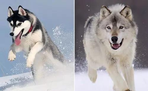 动物|狼究竟是什么动物?