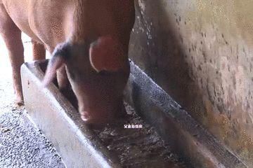 经验|小分队总结出经验，原来中午时候捉鸡最容易！