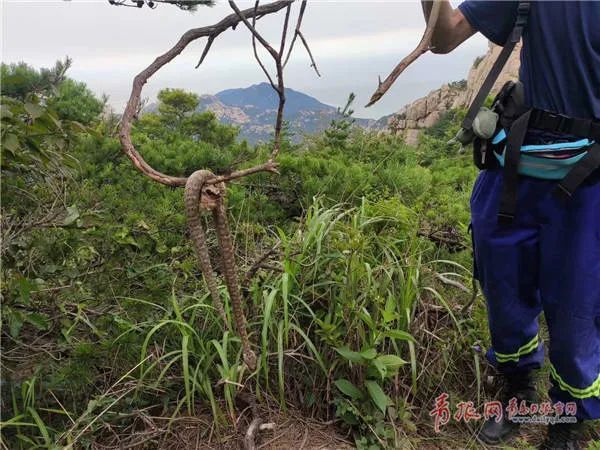 惊险|惊险！63岁游客山东登山突发疾病，搜救队途中遇剧毒蛇