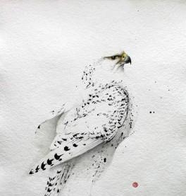  霸主|世界猛禽战力排行榜，谁才是猛禽界的天空霸主