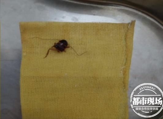  医生|“特别惊人！”男子觉得耳朵痒，检查才发现里面有虫