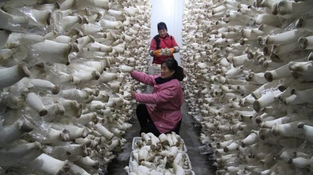  健康|秋后吃杏鲍菇，5个选择技巧，助你选到健康美味的杏鲍菇