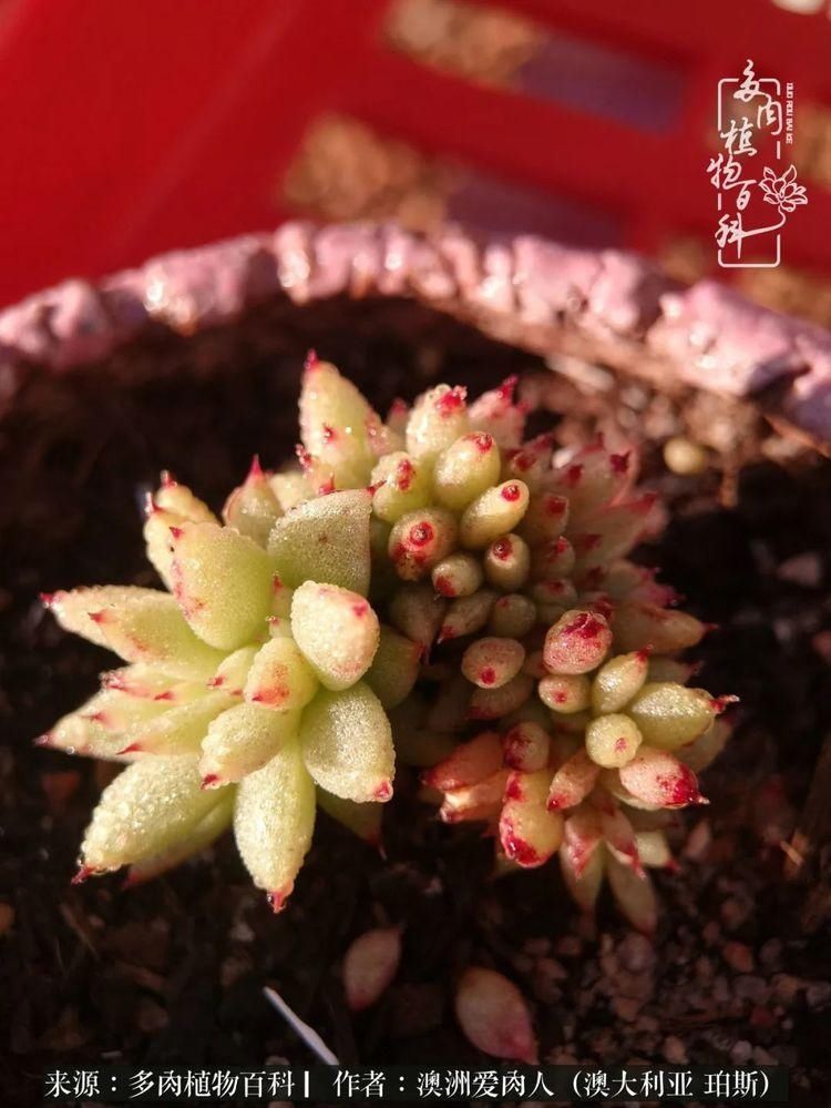 血放|多肉让你把血放，文玩掏空你家当，你要在哪个坑里乘风破浪？